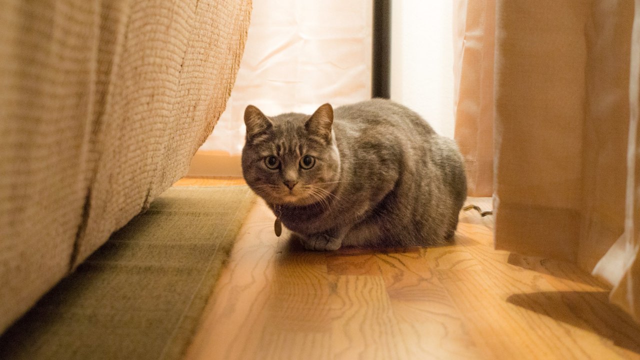 Кот за диваном