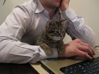 Бизнес-котам приходится работать еще усерднее, чем бизнесменам.