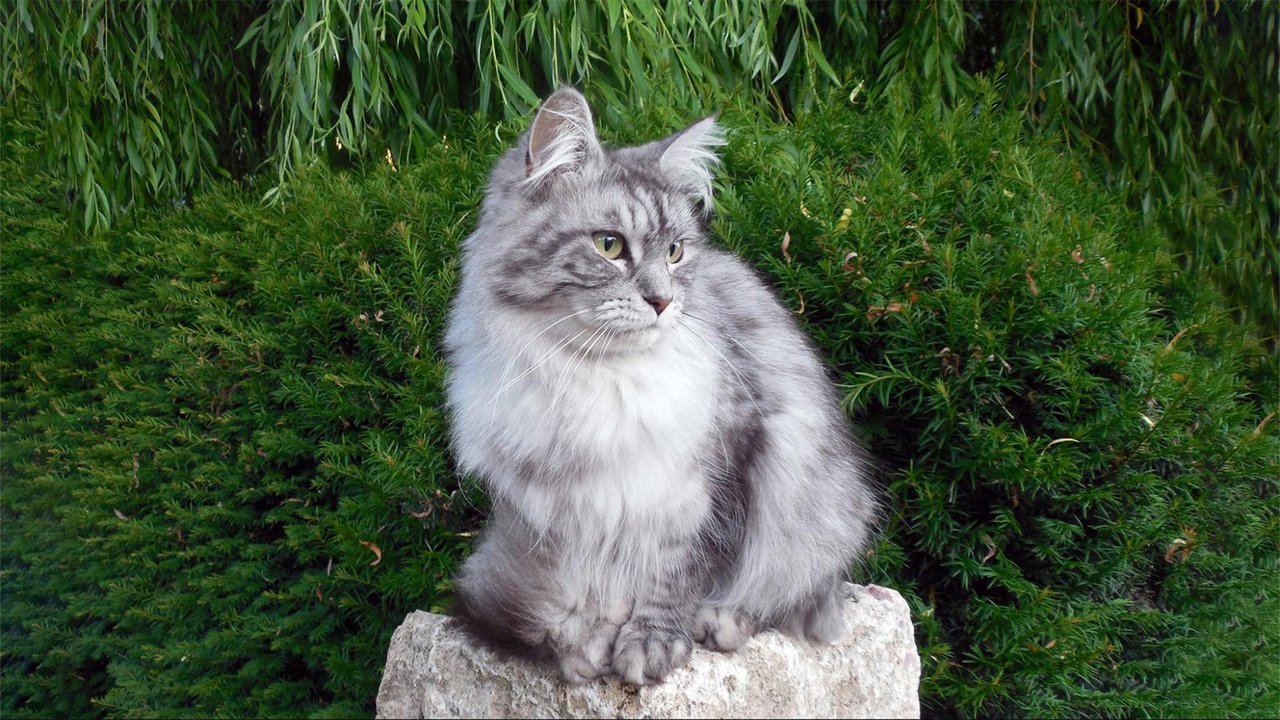 Серо-белый кот сидит на камне