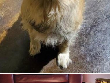 Приютская собака через полгода после того, как ее забрали домой.