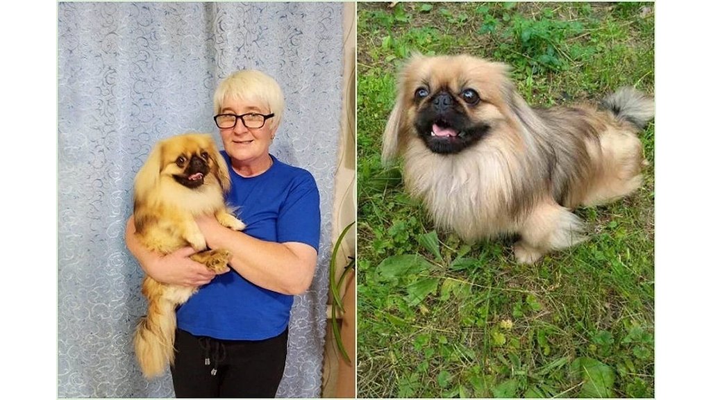 Пекинес