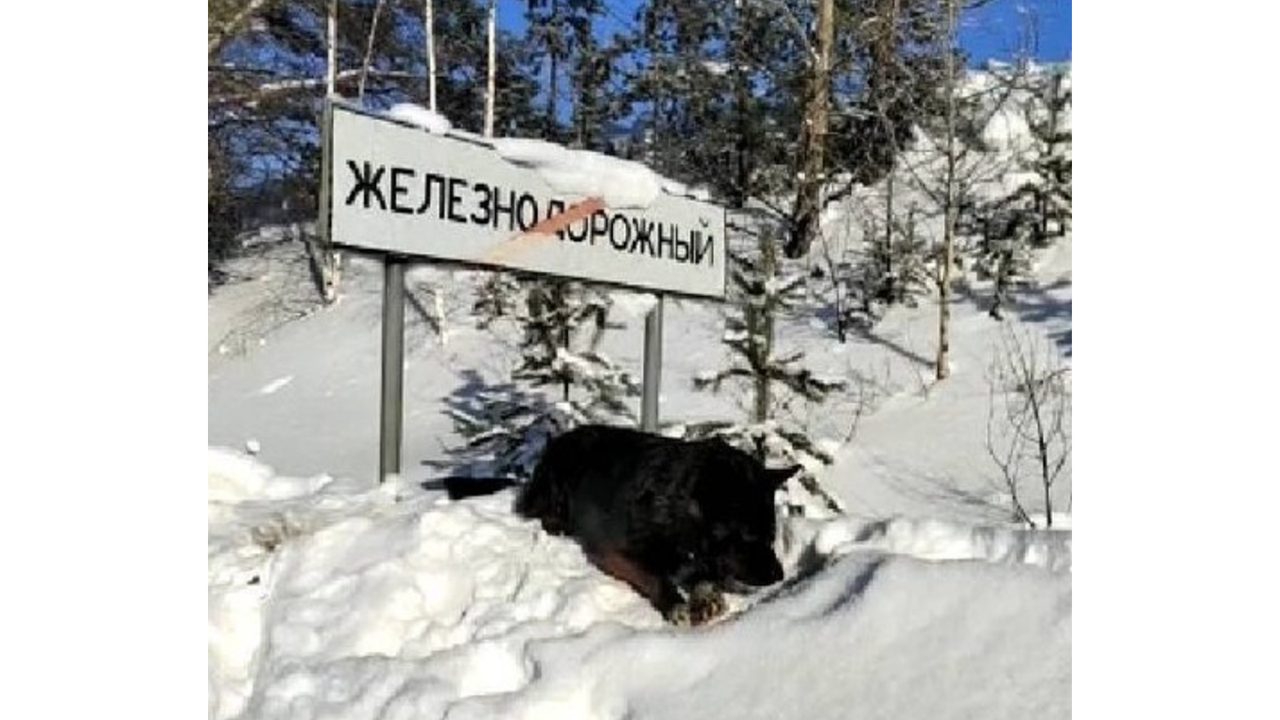 В Иркутске собака бросалась под машины, умоляя вернуть хозяину - Питомцы  Mail.ru