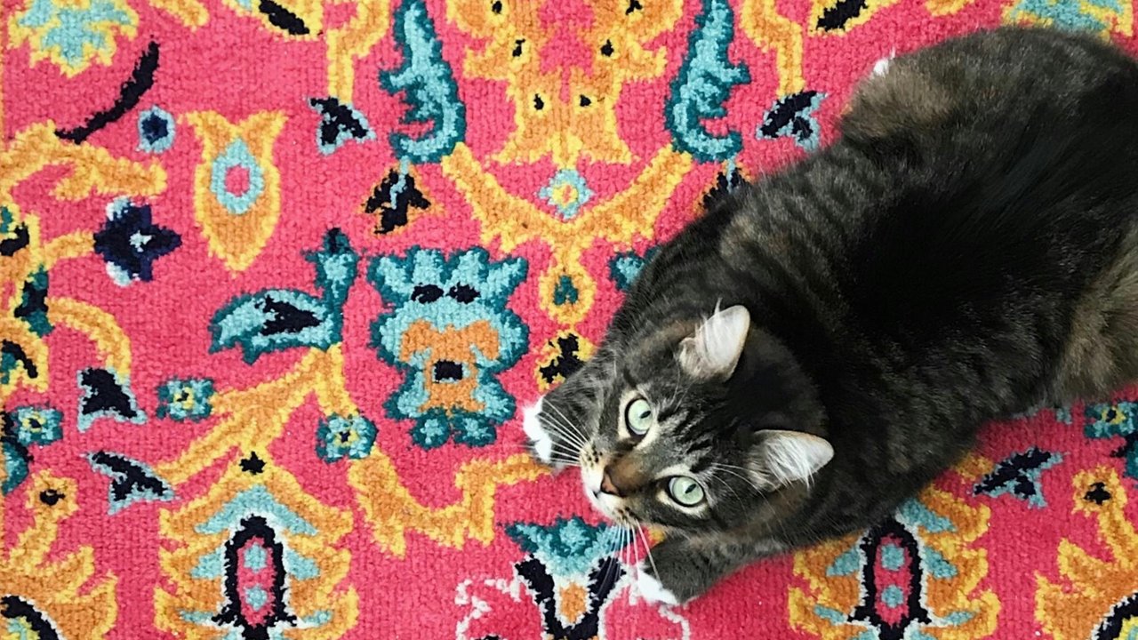 Кошка на ковре