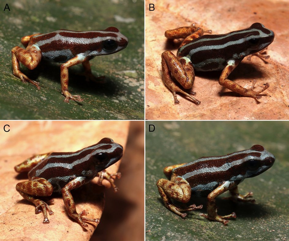 лягушки Ranitomeya aetherea лягушки Ranitomeya aetherea