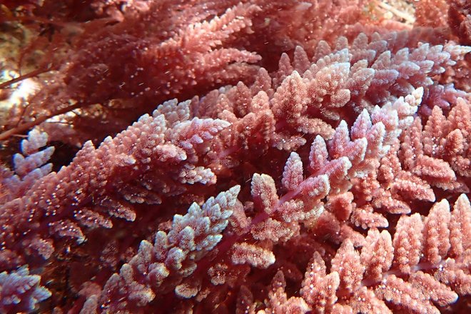 красные водоросли красные водоросли