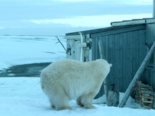 Кадр из Выжить в Арктике