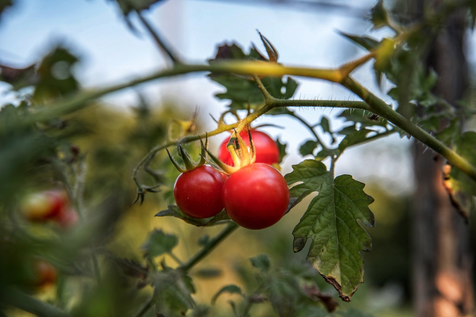 Подкормка помидоров во время цветения: 10 лучших вариантов, чем подкормить- Дом Mail.ru