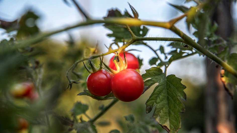 Как спасти томаты от долгих дождей