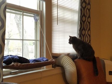 Наверное, так удобнее смотреть в окно. Источник: @ArchipelagoMind (https://www.reddit.com/r/AnimalsBeingDerps/comments/78uq8j/so_glad_i_bought_my_cat_that_window_hammock/)