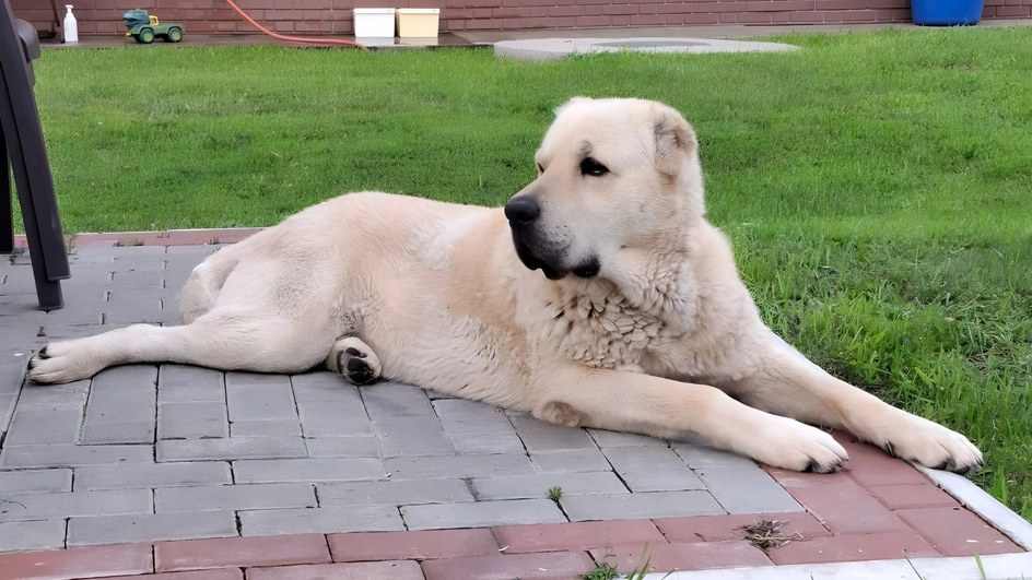 Стандартная собака породы гампр лежит во дворе дома