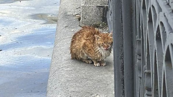 В Москве из реки выловили испуганного рыжего котика
