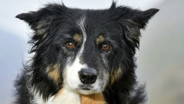 Собака 11 лет спасала людей в горах. Ей вручили орден
