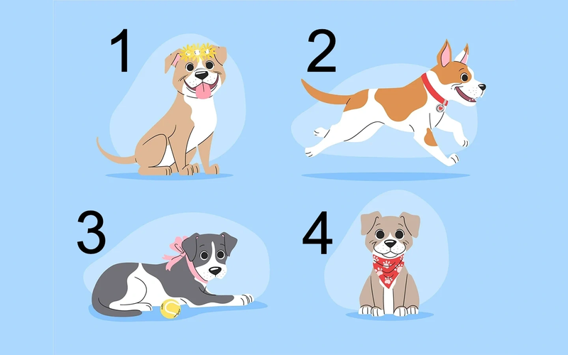 Выбор щенка. Тест какая собака тебе подходит. Кто быстрее кот или собака. Психологический тест выбери собаку.
