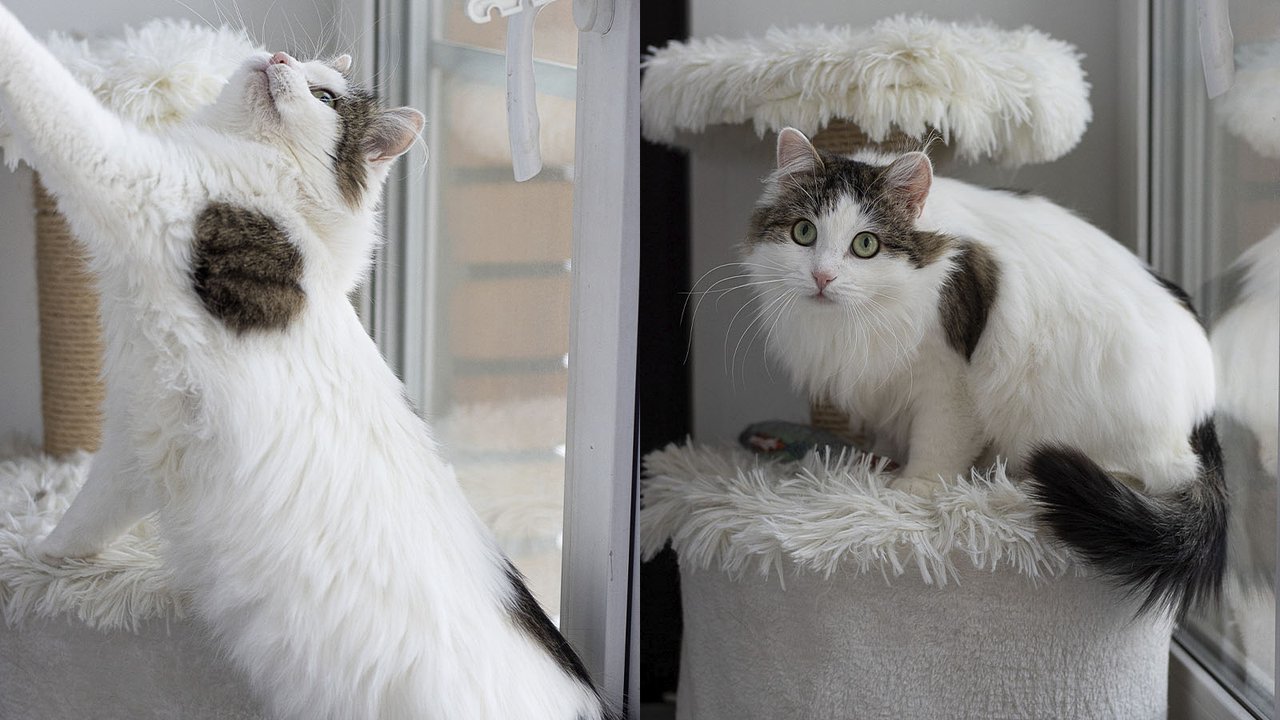 Котик по имени Киото Котик по имени Киото