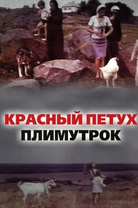 Красный петух плимутрок: постер
