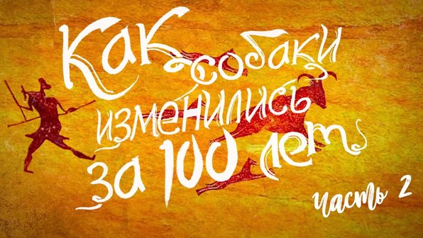 Как изменились породы собак за 100 лет. Часть II