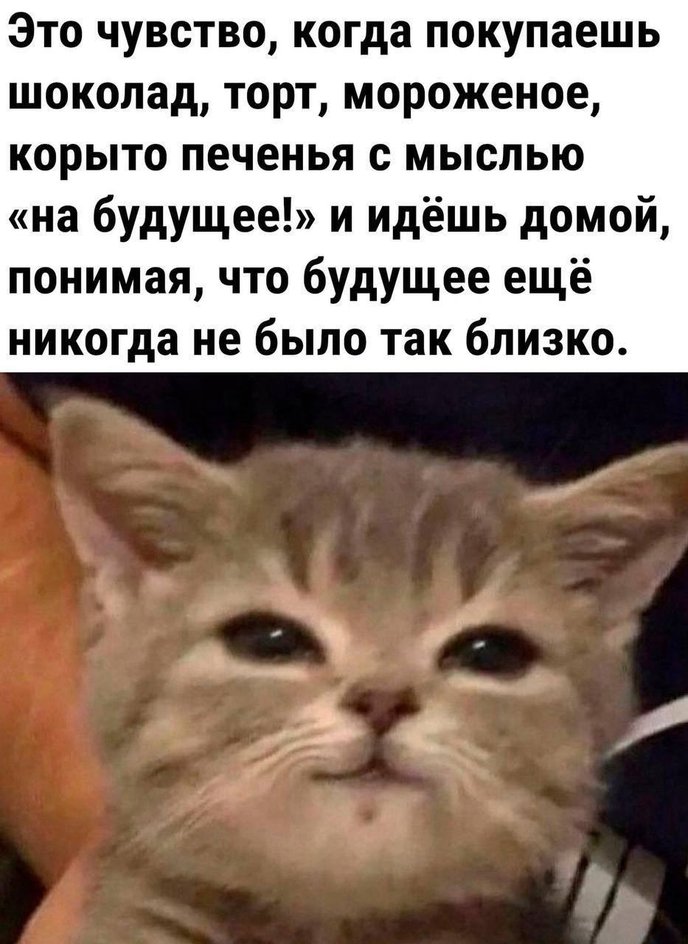 Мемы с котиками