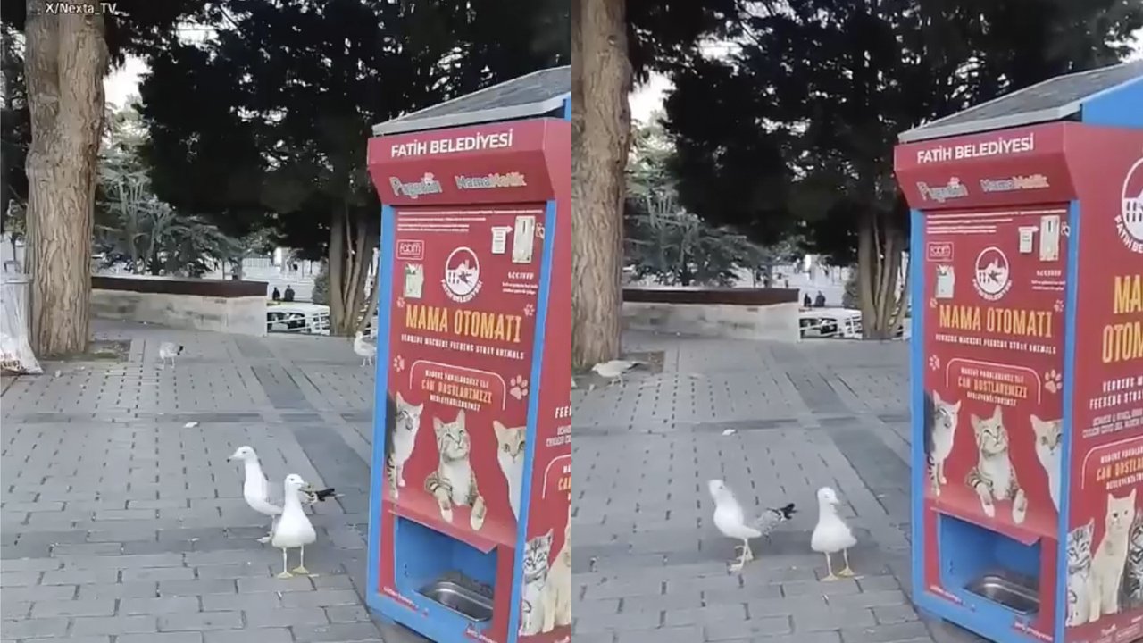 Чайки в Турции Чайки в Турции