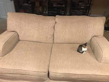 Маленький кот или большой диван?