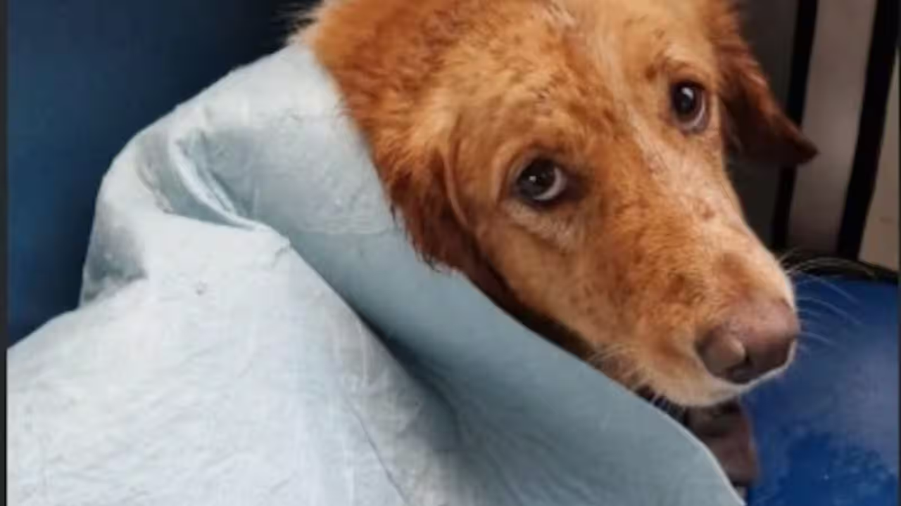 Пес укутался в одеяло Пес укутался в одеяло