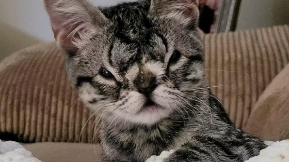Кошку с необычным «лицом» никто не хочет забирать из приюта