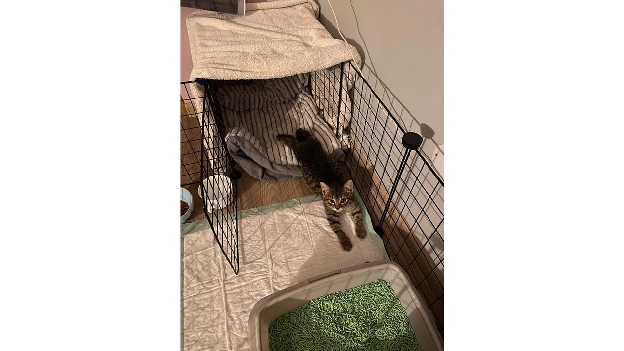 Котенок дома рядом с клеткой для карантина