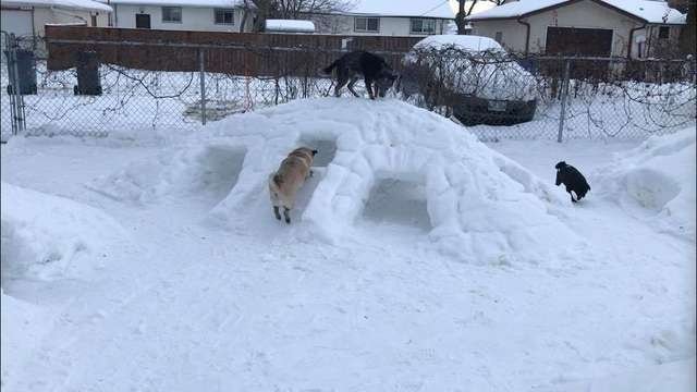 Pets.mail.ru Pets.mail.ru