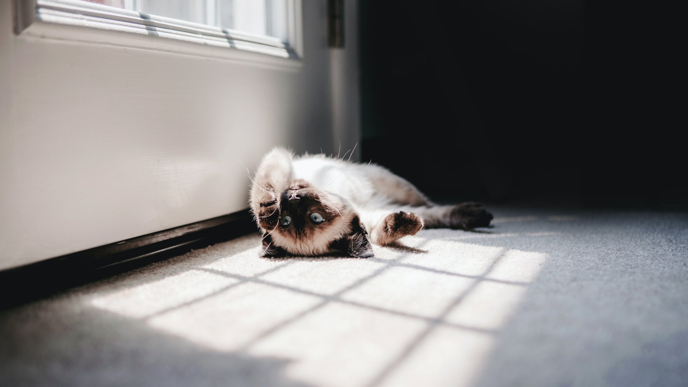 Кошка