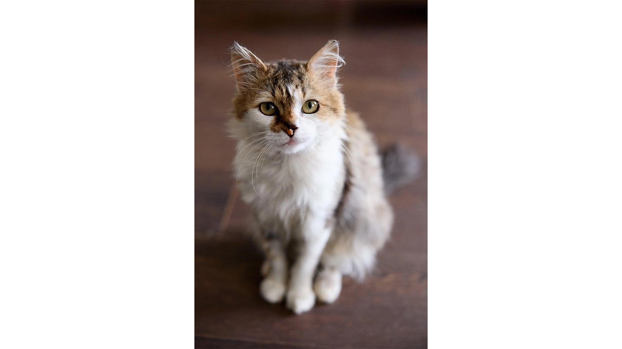 Котик по имени Суслик Котик по имени Суслик
