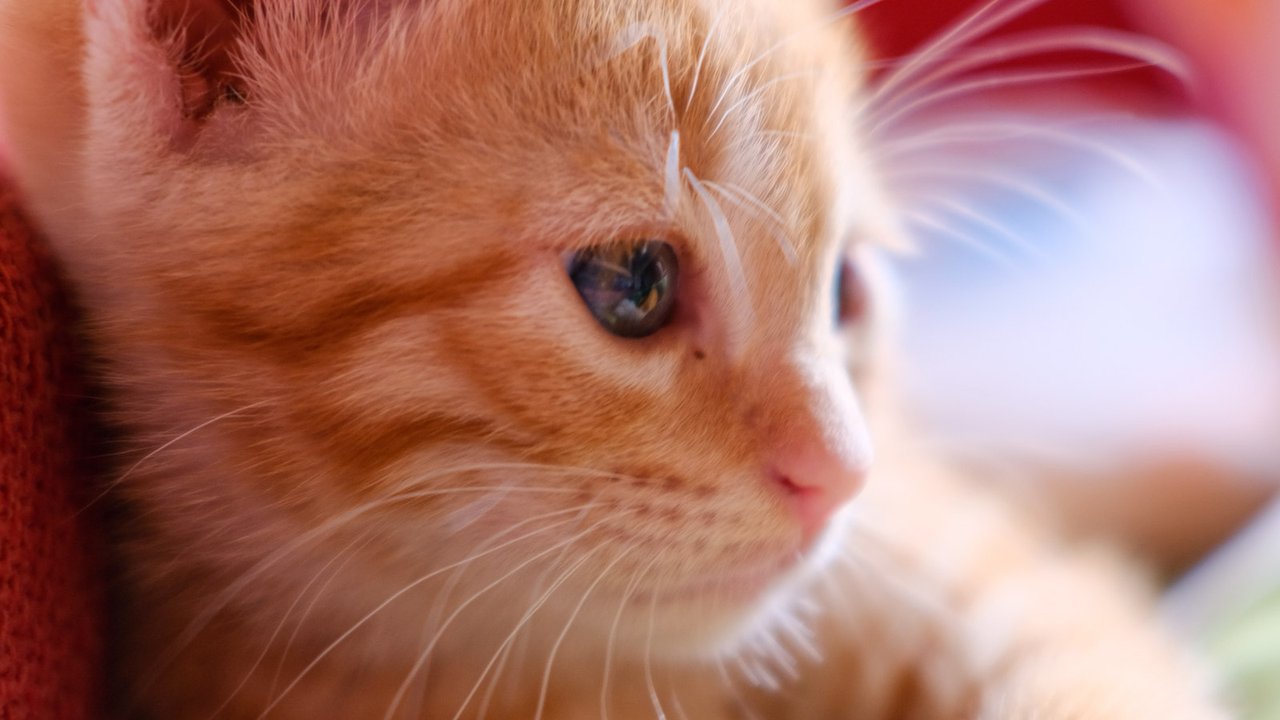 Рыжий котенок