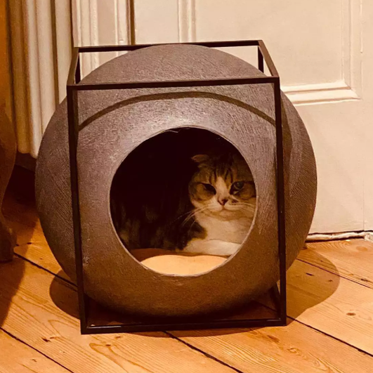 Кошка Мередит Грей сидит в кошачьем домике Кошка Мередит Грей сидит в кошачьем домике