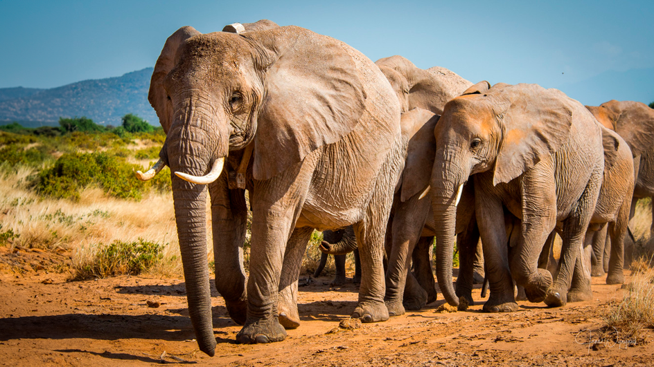 Африканские саванные слоны