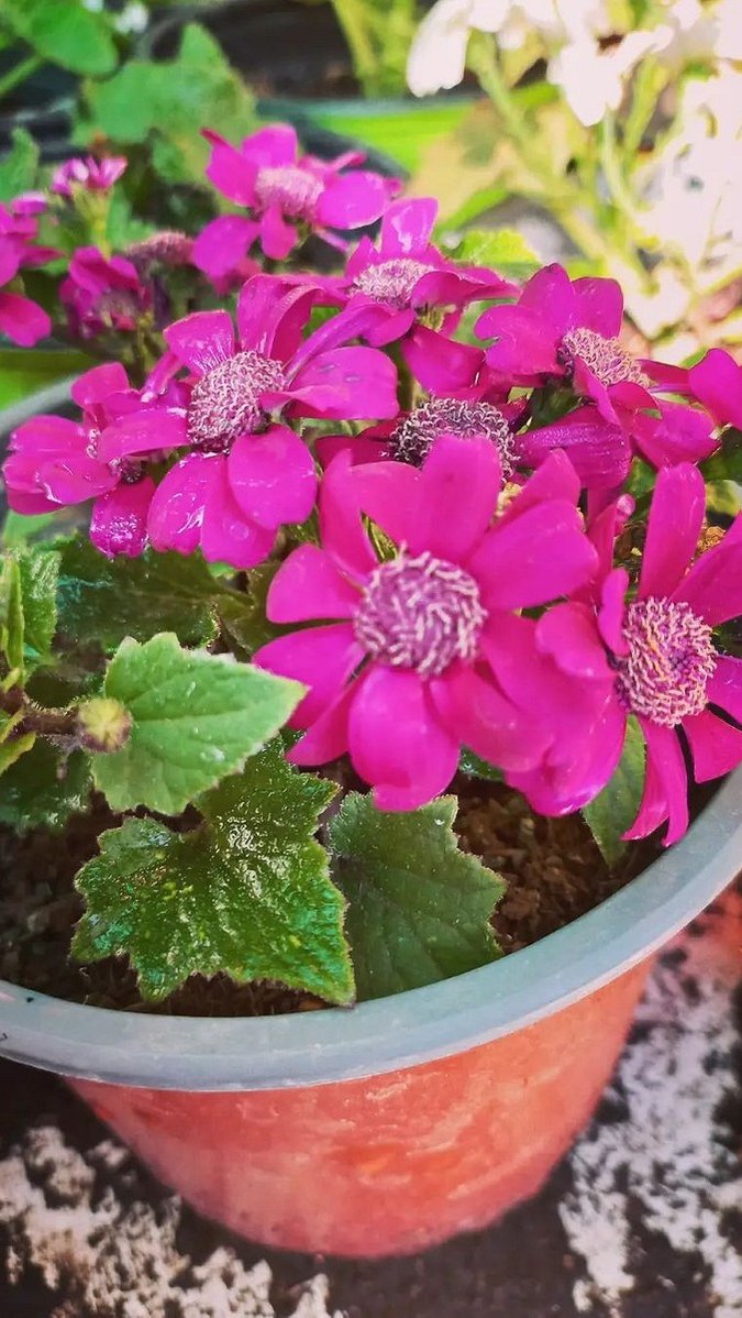 6 комнатных растений, которые цветут осенью