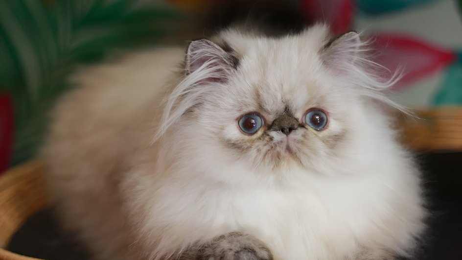 Котенок гималайской кошки в корзинке на подушке Котенок гималайской кошки в корзинке на подушке