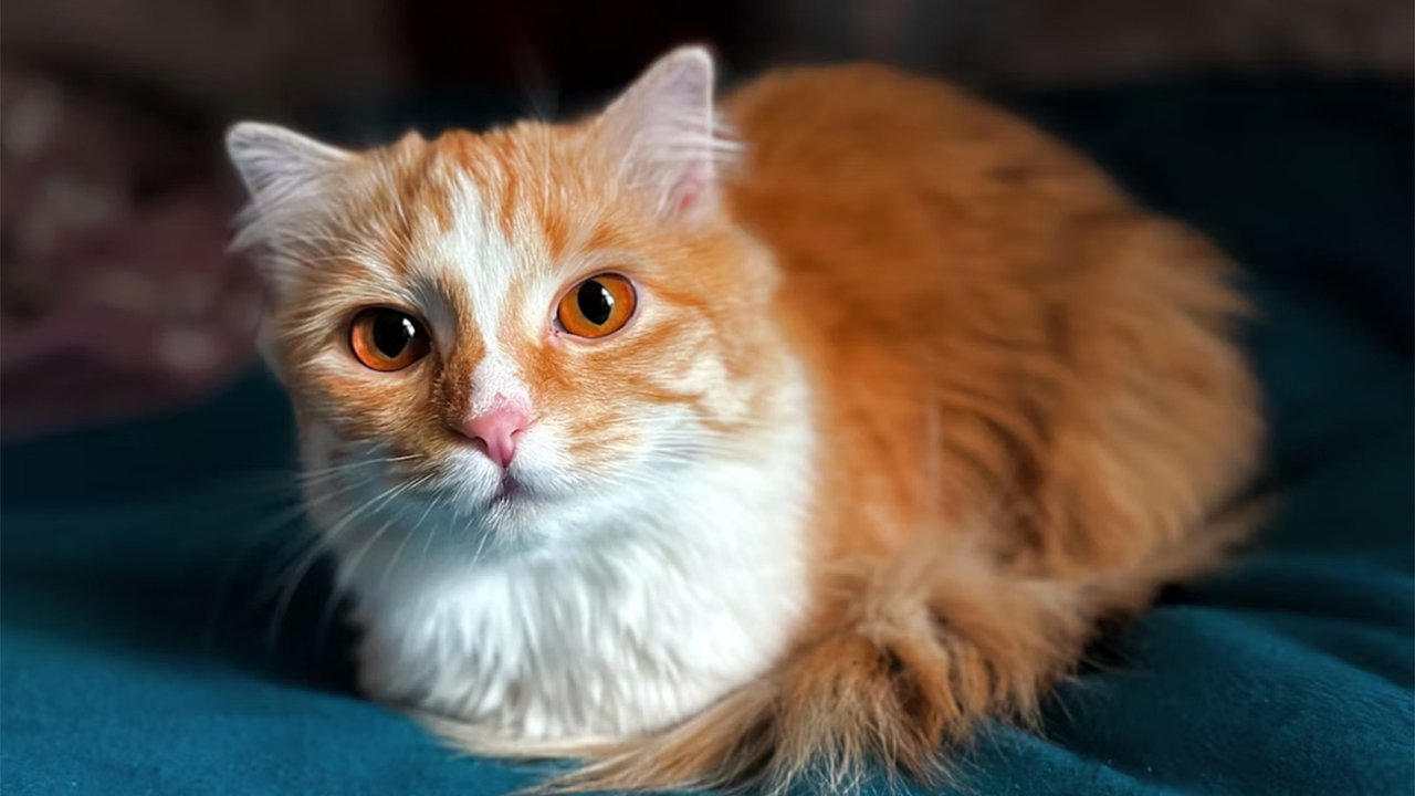 Кот лежит на ткани Кот лежит на ткани