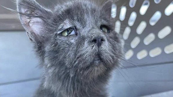 Котенок с гиперэластичной кожей выглядит как дед и покоряет Сеть