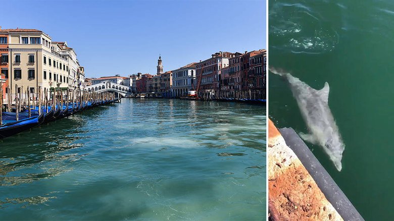 Вода в Венеции стала настолько чистой, что в город приплыли дельфины. Фото: Classic FM