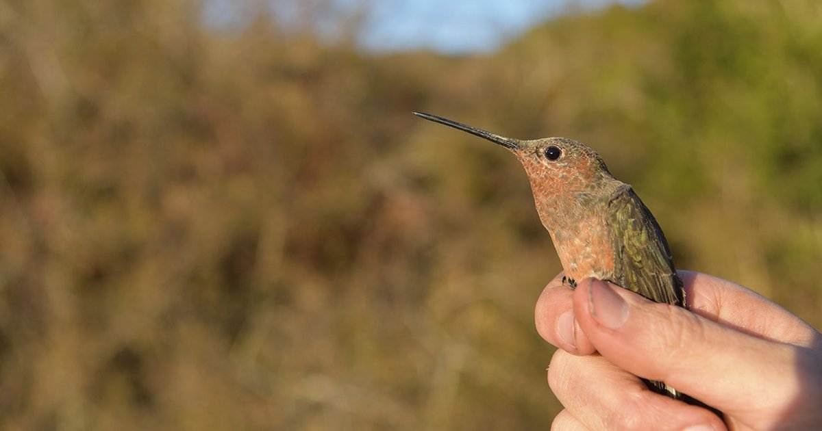В Южной Америке нашли новый вид колибри