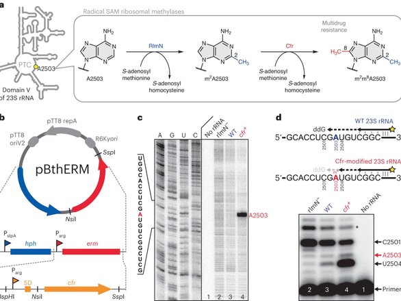 Встраивание молекул крезомицина в Штамм T. thermophilus HB27