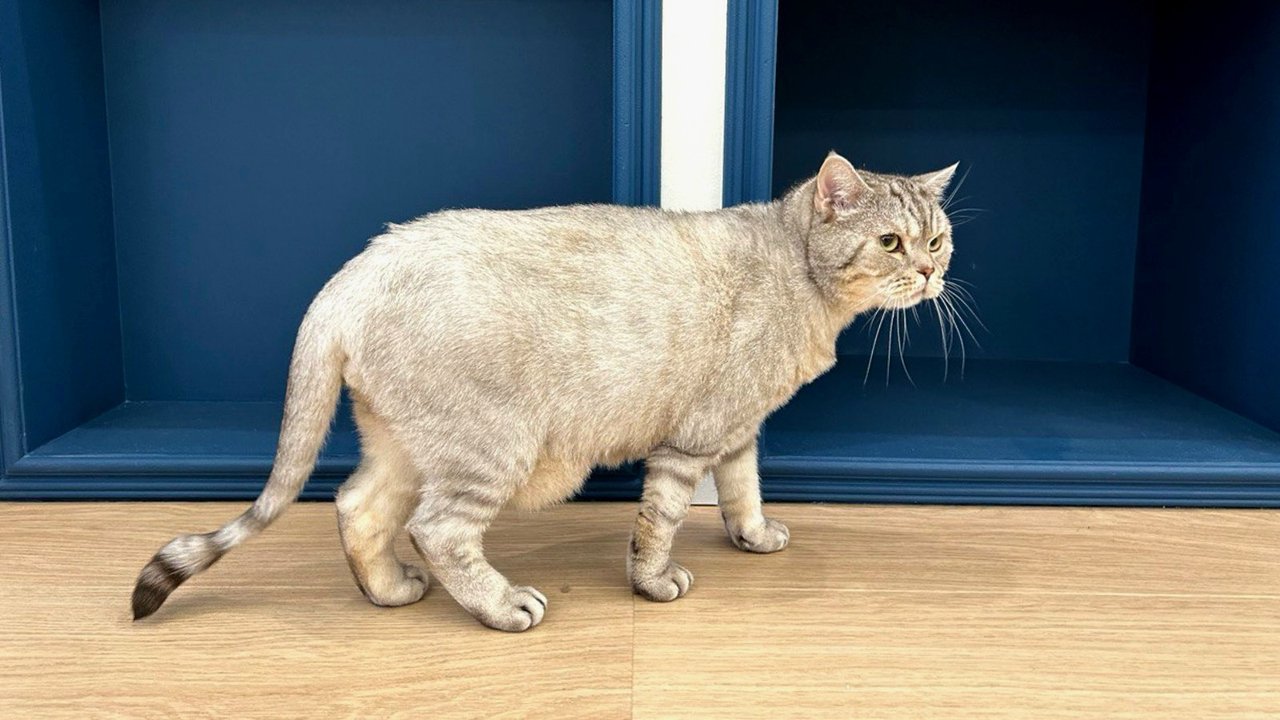Чудеса анатомии | 5 органов, которые есть у кошки, но нет у вас - Питомцы  Mail.ru