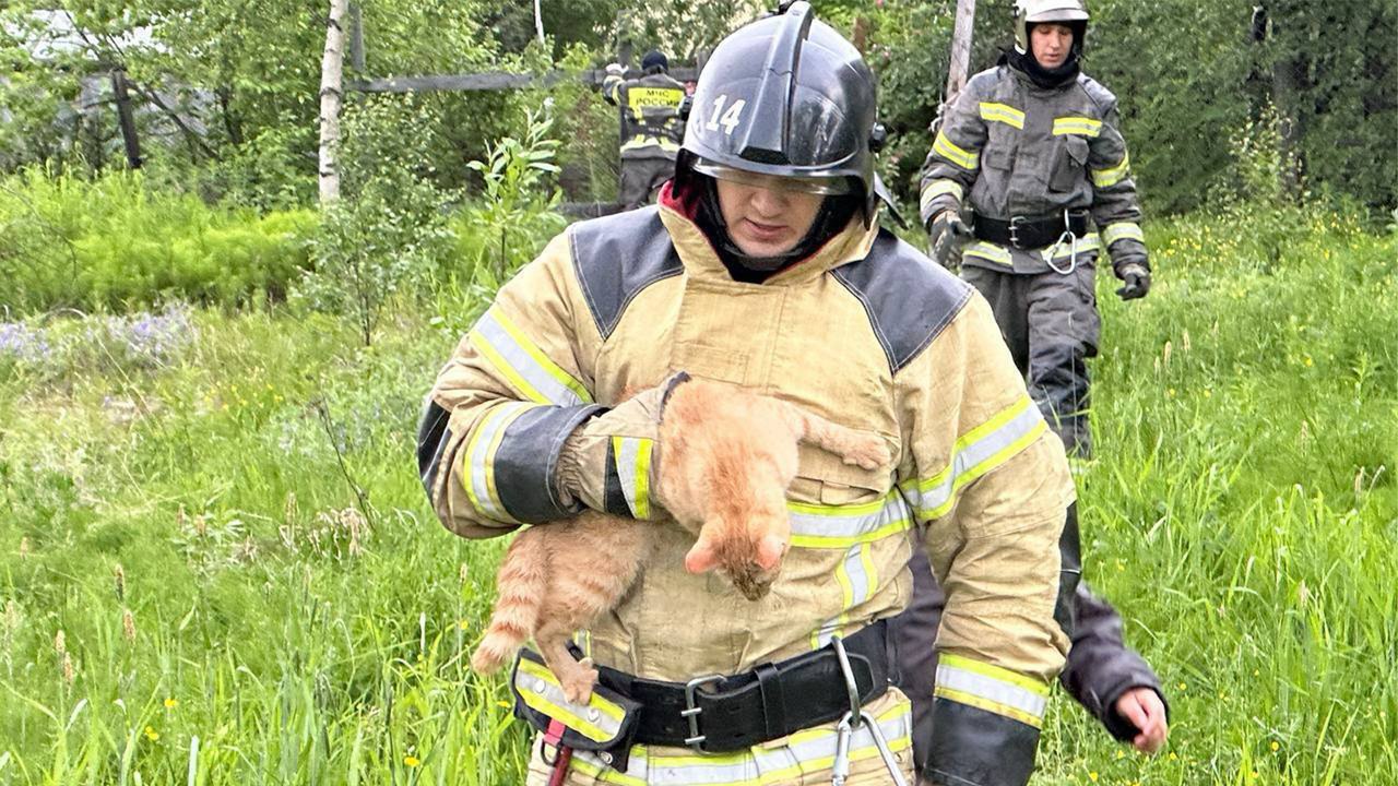 На Ямале кот трое суток ждал помощи на верхушке дерева