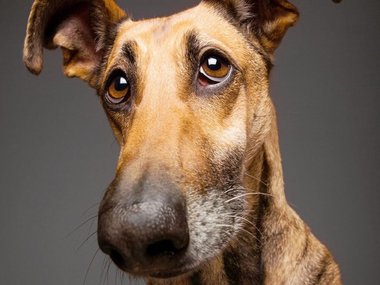 Pets.mail.ru Pets.mail.ru
