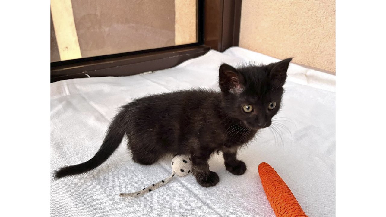 Черный котенок без одной задней лапки