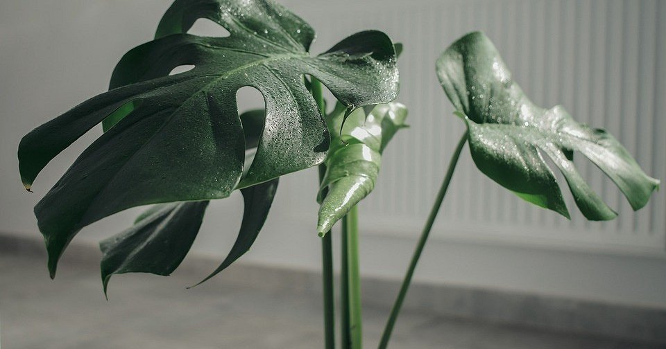 12 идеальных растений для каждой комнаты в доме