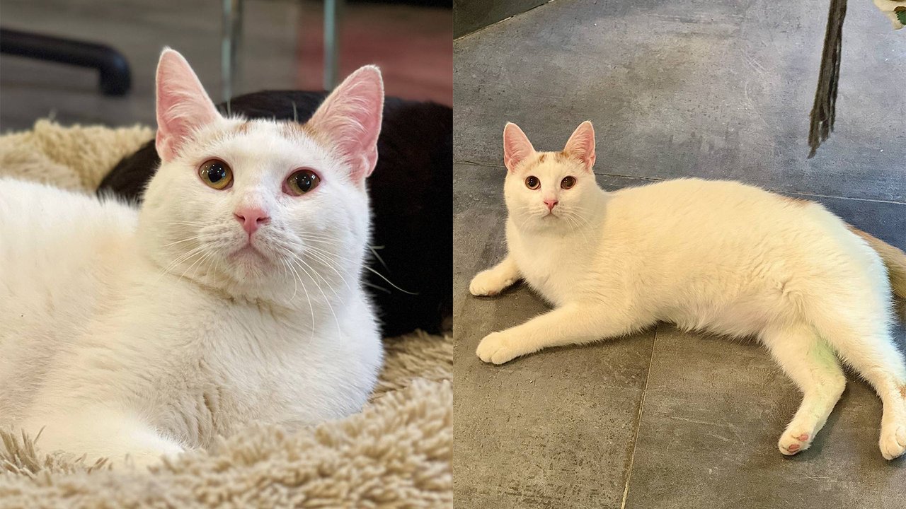 Кот по кличке Лукка Кот по кличке Лукка