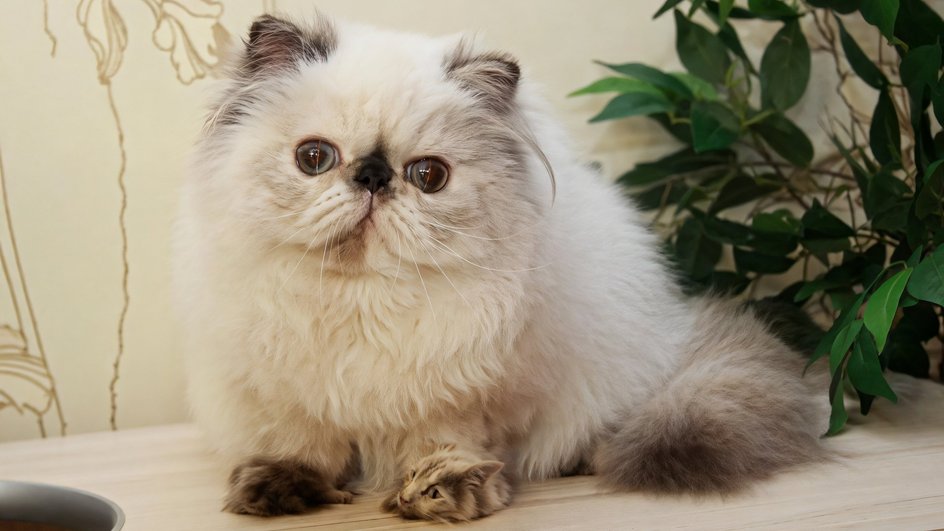Котенок гималайской кошки на светлом фоне Котенок гималайской кошки на светлом фоне