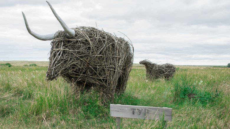 Быки из сена в Аркаиме.