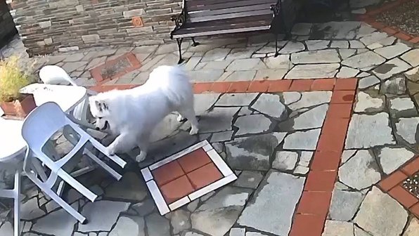 Собака разбросала мебель во дворе своего дома. Ее выдала камера