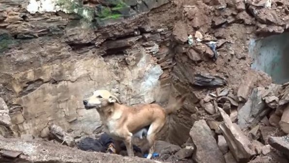 Собака привела спасателей к попавшим в беду щенкам