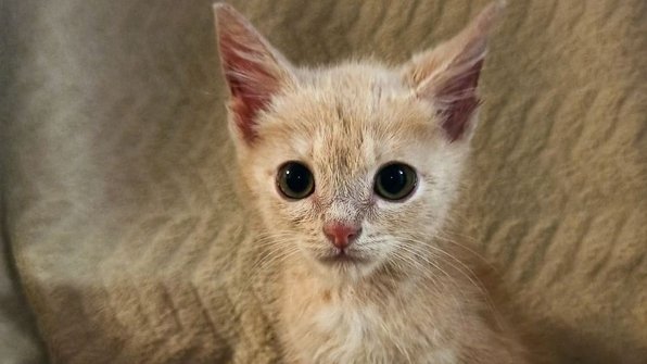 В Бурятии спасли котенка с больными лапами и нашли ему дом